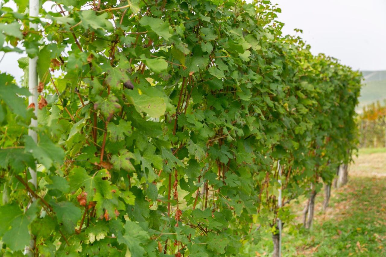 Ca Trifolera Barbaresco - Romantico Cascinale Con Antica Cantina Nel Cuore Delle Langhe - Degustazione Vini Nella Nostra Cantina Bagian luar foto