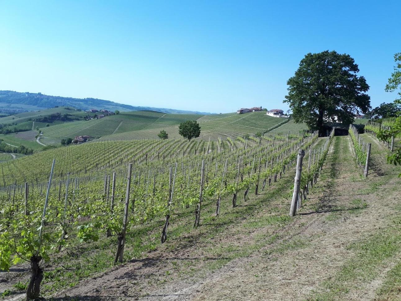 Ca Trifolera Barbaresco - Romantico Cascinale Con Antica Cantina Nel Cuore Delle Langhe - Degustazione Vini Nella Nostra Cantina Bagian luar foto