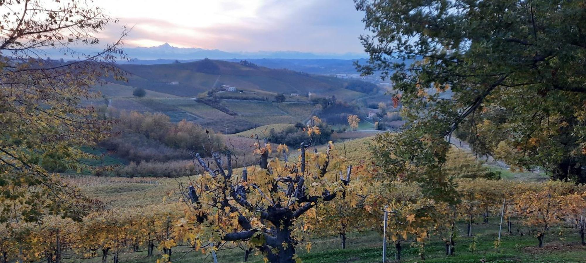 Ca Trifolera Barbaresco - Romantico Cascinale Con Antica Cantina Nel Cuore Delle Langhe - Degustazione Vini Nella Nostra Cantina Bagian luar foto