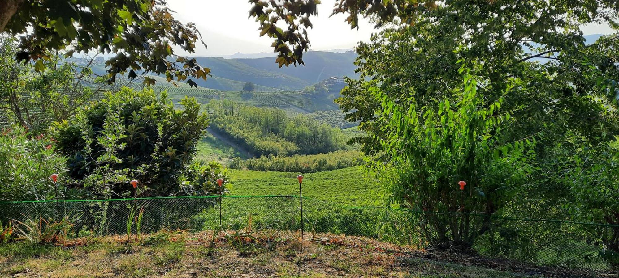 Ca Trifolera Barbaresco - Romantico Cascinale Con Antica Cantina Nel Cuore Delle Langhe - Degustazione Vini Nella Nostra Cantina Bagian luar foto